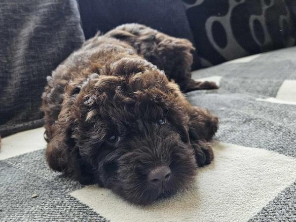 Image 1 of ITALIAN SPINONE X MINI POODLE PUPPIES