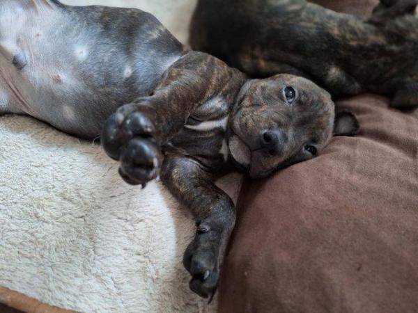 Image 16 of Gorgeous microchiped and vaccined pups staffie All SOLD