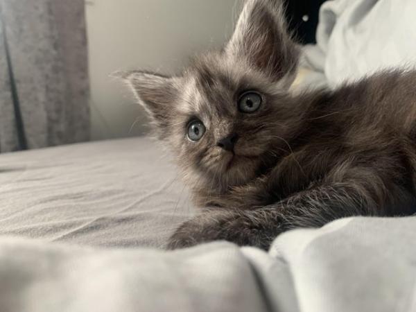 Image 5 of ?? Reduced ?? 3 Stunning Maincoon baby’s