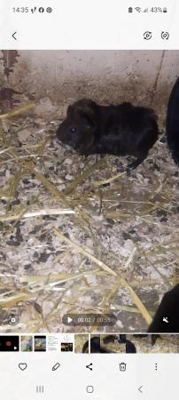 Image 4 of Beautiful guineas pigs for sale