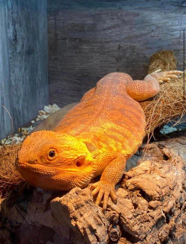 Preview of the first image of 2year old male bearded dragon £680 with Viv.