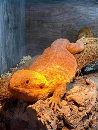 Image 1 of 2year old male bearded dragon £680 with Viv