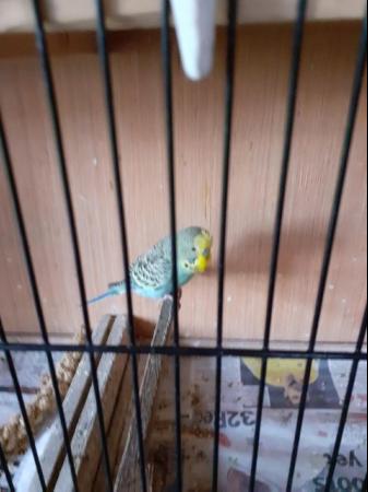 Image 4 of YOUNG BUDGIES FOR SALE ,