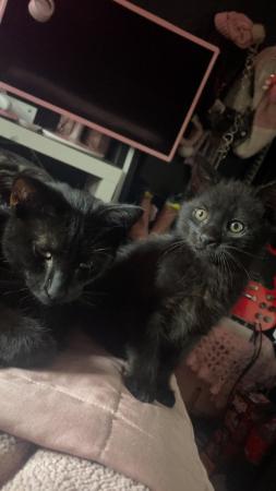 Image 5 of 11 week old black kittens. MUST take both.