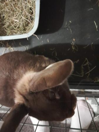 Image 4 of lop eared rabbit shes beautiful chocalate colour