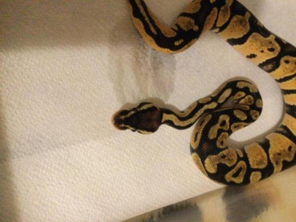Image 3 of Mojave pastel het ghost baby ball python