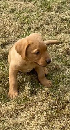 Image 10 of Stunning litter of KC Reg Fox Red Labs Ready Now