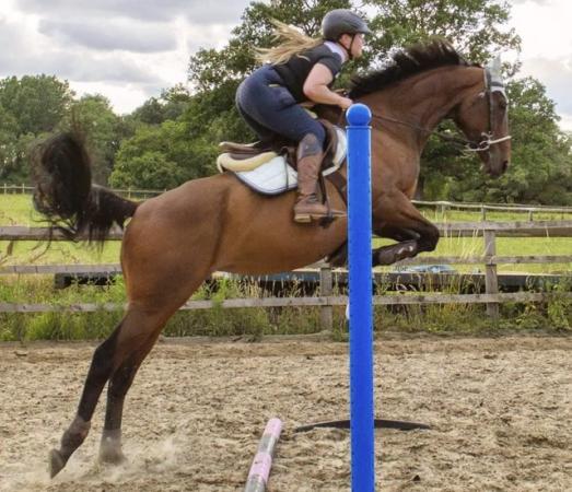 Image 3 of 9yo thoroughbred mare for share