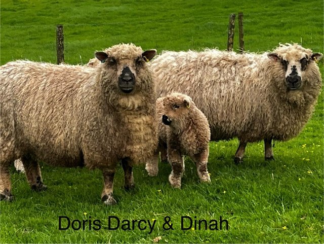 Preview of the first image of Hardy Greyface Dartmoor / Suffolk Cross starter flock.