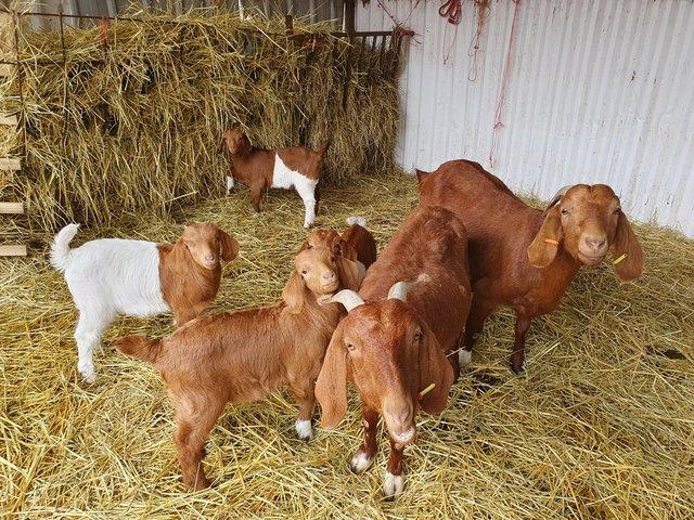 Preview of the first image of Boer goats , Red Nannies with kids at foot.