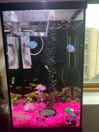 Image 5 of 80l tank with all accessories and fish