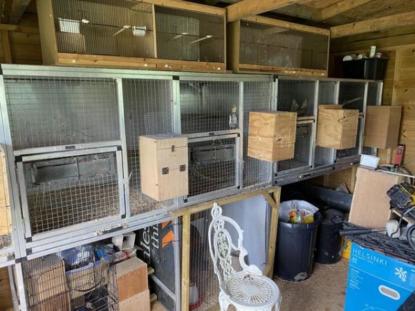 Image 5 of REDUCED 12 x Cockatiels and Breeding Cages Nest Boxes