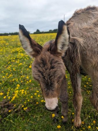 Image 1 of RESERVED Mediterranean Miniature donkey jack foal for sale