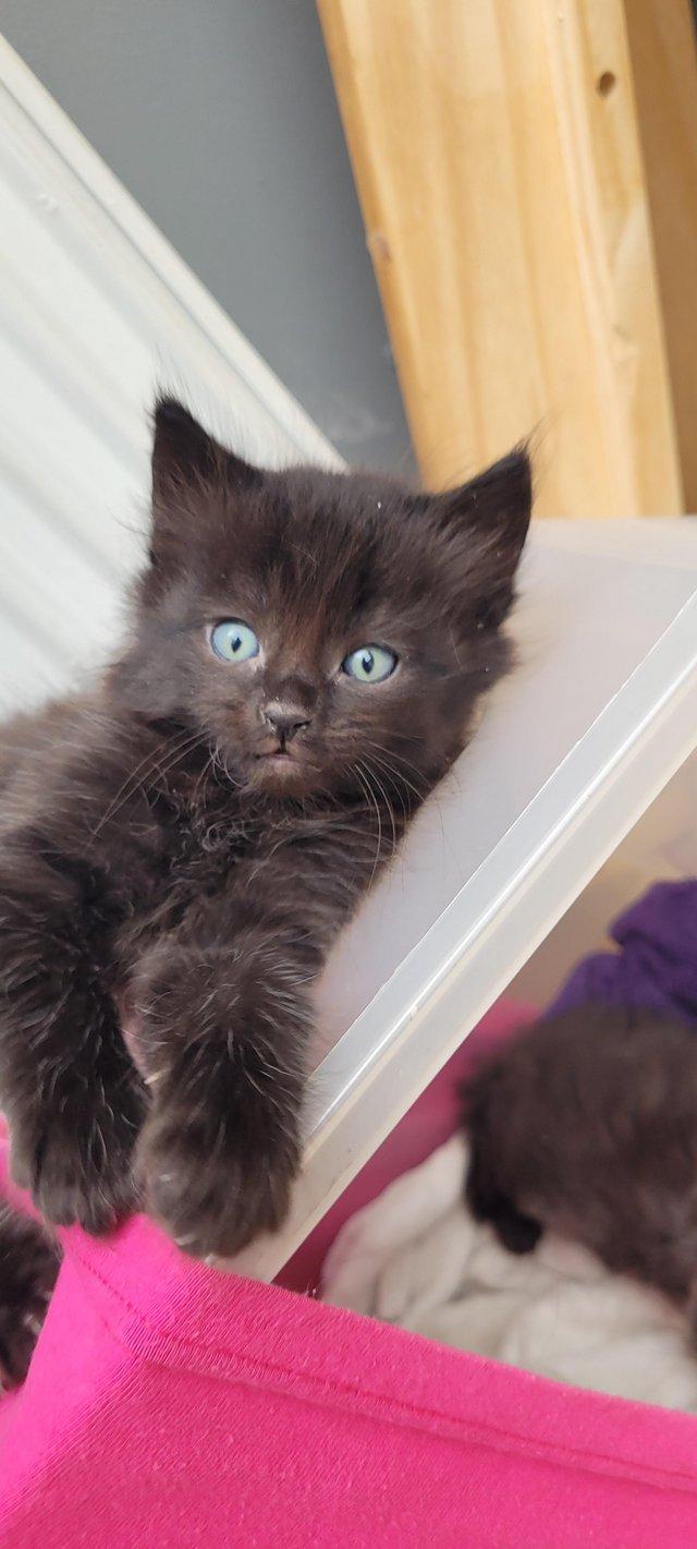 Preview of the first image of Cute fluffy Black Kittens 7 weeks, ready on Sunday.