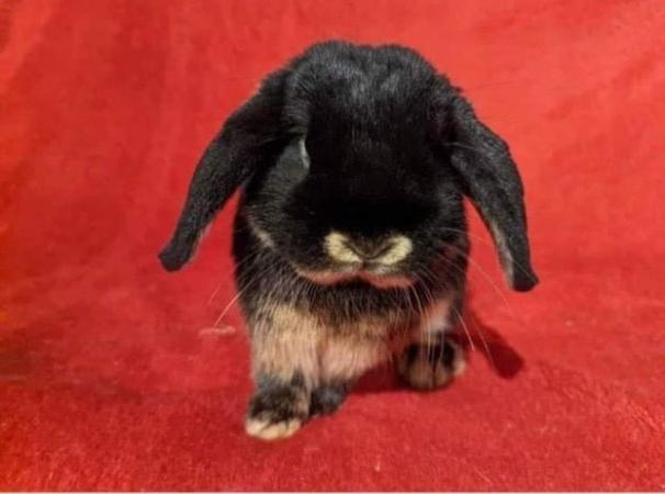 Image 7 of MINI LOP BUNNIES / 5 STAR HOMES ONLY