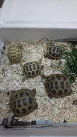 Image 4 of Horsefield Tortoise available now