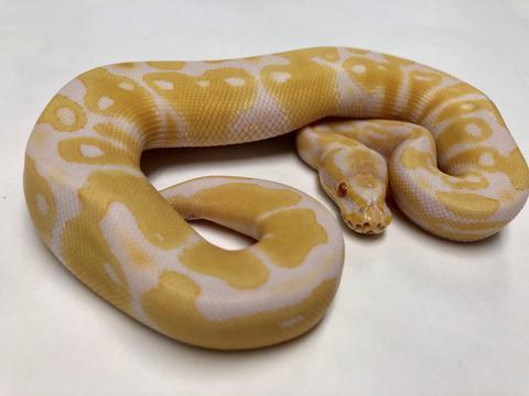 Image 9 of NEW...ROYAL PYTHON MORPHS & OTHER SNAKES NOW IN STOCK