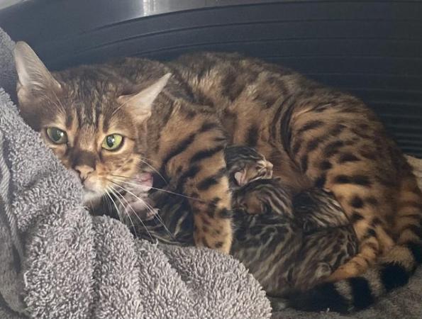 Image 4 of Stunningly marked Pedigree Health Tested Bengals