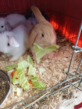 Image 5 of Mini lops 8wks old 5  £30 or two for £50
