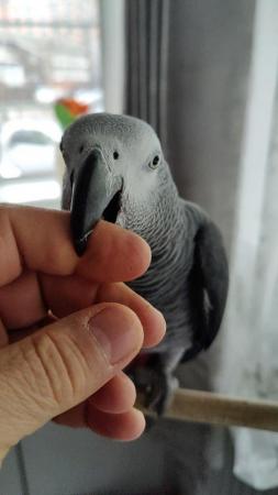 Image 7 of African Gray Parrot, ( Male ),Name (KoKo)