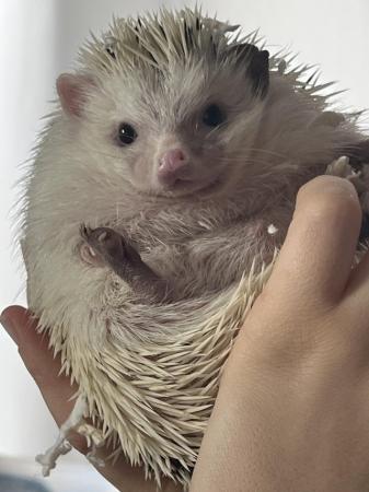Image 4 of African Pygmy hedgehog with enclosure