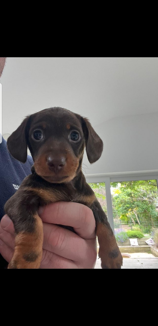 Preview of the first image of MINIATURE DACHSHUND PUPPY.