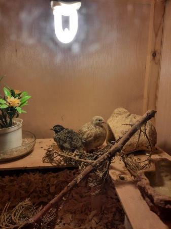 Image 3 of Various breeds Quail hatching eggs