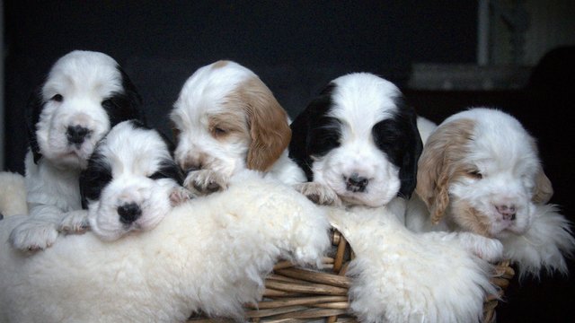 Image 30 of Show Cocker Puppies (KC Registered and fully health tested)