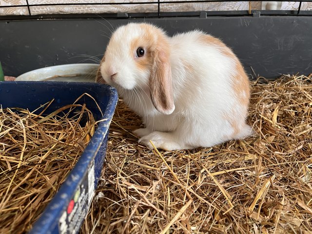 Mini lop pure bred babies. ……….. — Pets & Animals in Brentwood