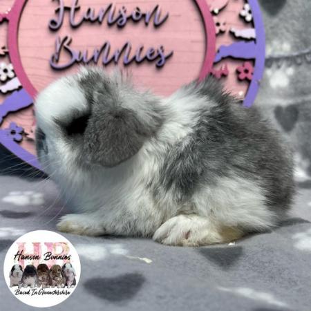 Image 7 of Beautiful Mini Lop Litter For Sale