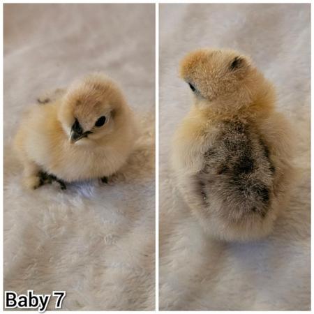 Image 9 of **BRAND NEW** Silkie and Showgirl chicken chick's *RARE*
