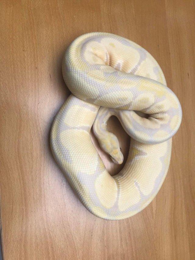 Preview of the first image of Royal pythons for sale (re-homing).