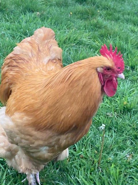 Preview of the first image of Buff Orpington cockerel - 7 months old.