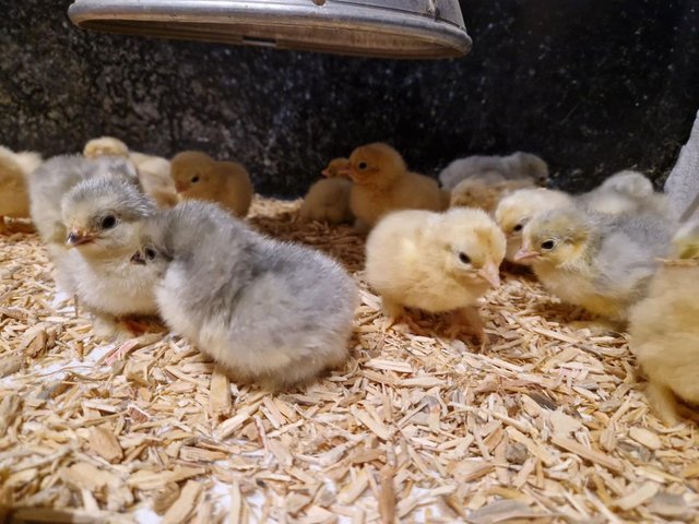Preview of the first image of Easter Chicks Available!   Multiple Breeds.