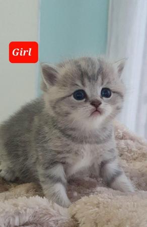 Image 7 of Beautiful Britishshorthair kittens