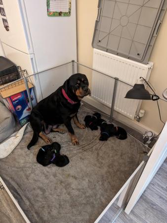 Image 3 of Rottweiler puppies for sale