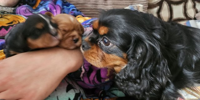 Image 6 of Cavalier King Charles Puppies for sale