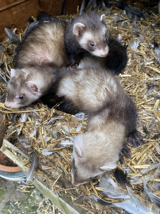 Preview of the first image of Baby ferrets 1 jill1 hob.