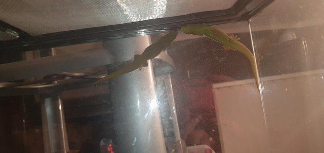Image 3 of CB23 baby lined day gecko(phelsuma lineata)