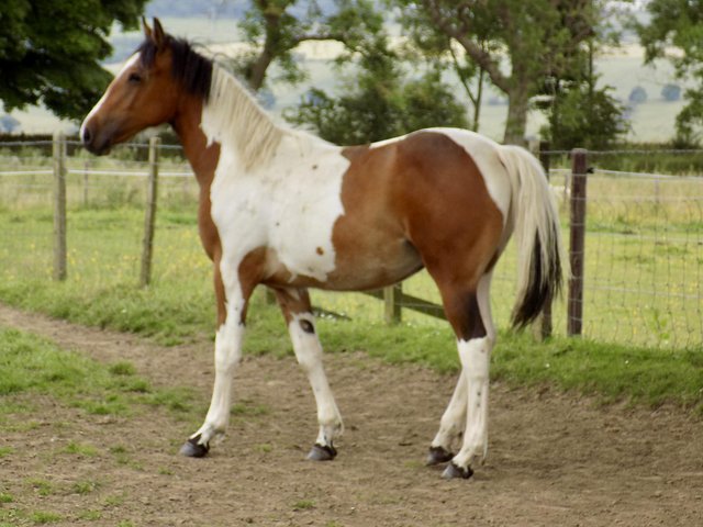 Preview of the first image of Gorgeous Coloured Irish sports horse yearling.