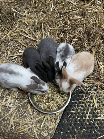Image 3 of Mini lop x Rex bunnies for sale