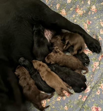 Image 6 of 2 weeks old Labrador puppies