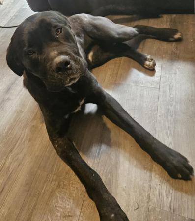 Image 8 of 1 year cane corso cross mastiff , looking for a good home