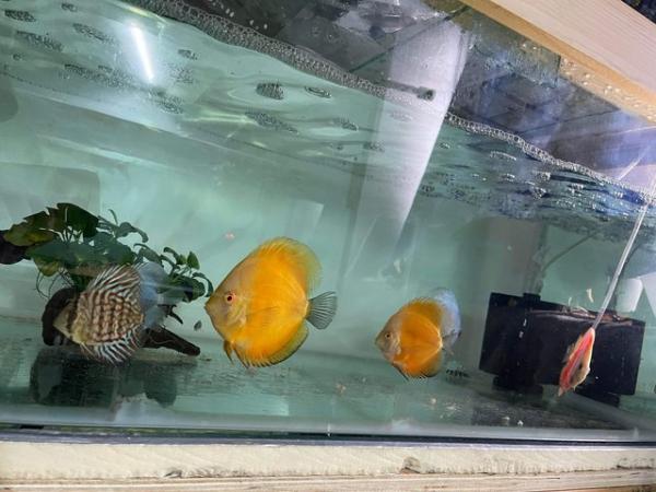 Image 5 of Fish room shut down - Discus, tetras, snakeheads + more