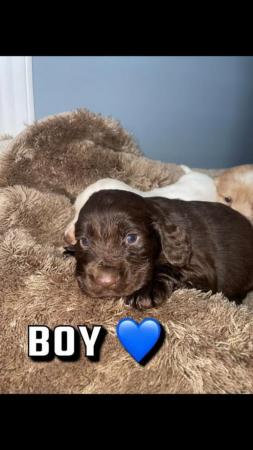 Image 1 of Cocker spaniel pups in sale
