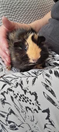 Image 3 of Two Beautiful Guinea Pig for sale