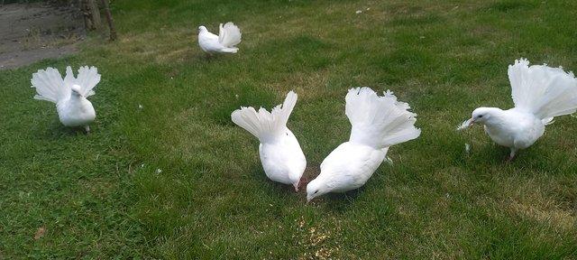 Image 5 of Pure White fantail doves, lovely tailes