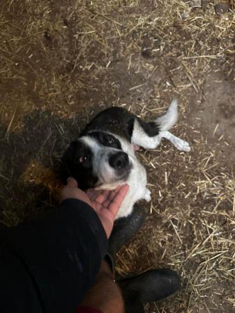 Image 3 of Border collie pups for sale please contact