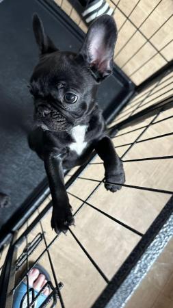 Image 1 of Kc frenchbulldog pups £780