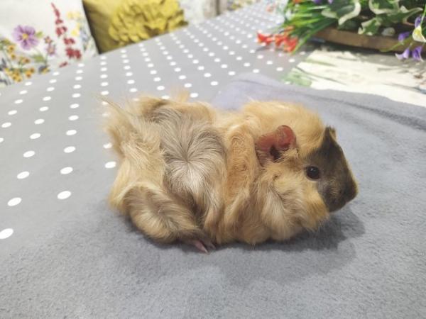 Image 9 of Rare male baby sheba guinea pig long haired